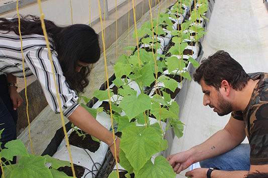 Hydroponic Vegetable Production in Times of Rapid Urbanization