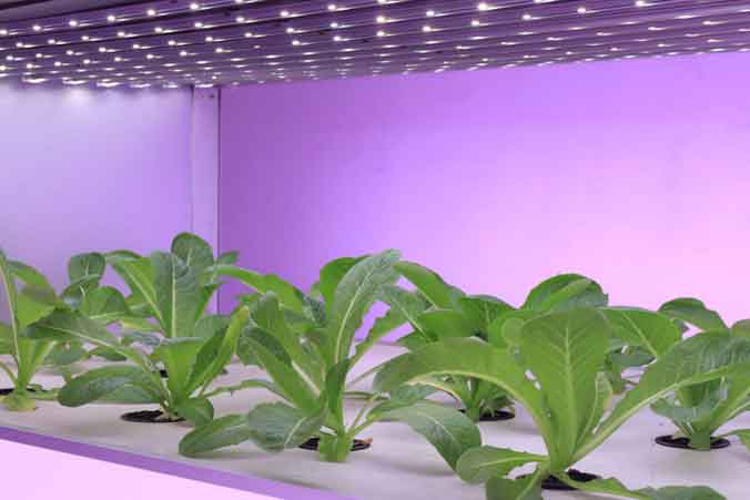 Commercial hydroponic system