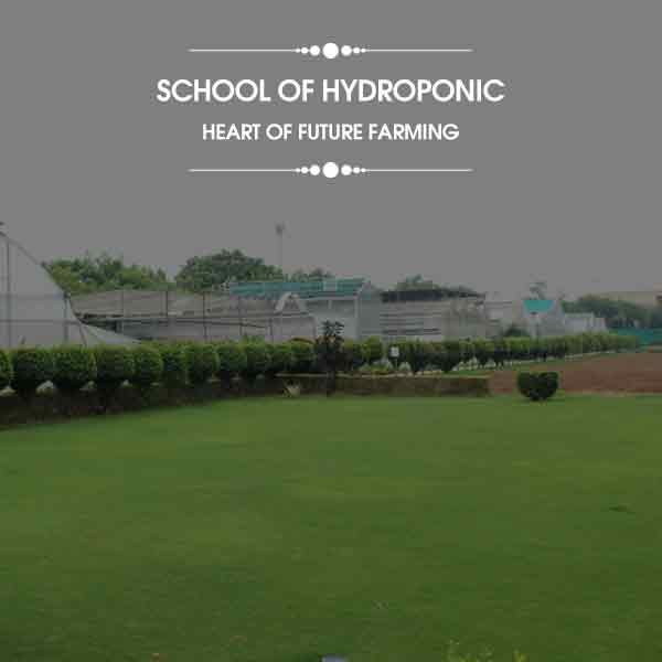 Hydroponic training in delhi